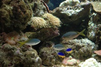 Обитатели морских аквариумов - рыбы, жестки и мягкие кораллы и другие беспозвоночные