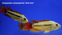 t_supermarket2013010909521602.jpg