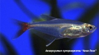 Тетра стеклянная  Prionobrama filigera