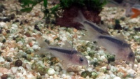 Коридорас Рабо
 Corydoras rabauti